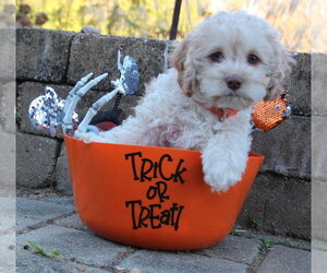 Halloween Town Ghouls: Witchy - Female Cockapoo (Miniature) Dog for Adoption