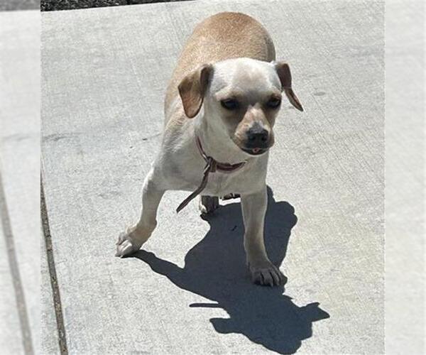 Medium Photo #1 Chihuahua-Unknown Mix Puppy For Sale in Santa Rosa, CA, USA