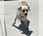 Small Chihuahua Mix