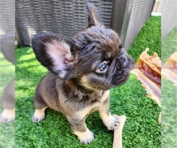 Medium Photo #14 French Bulldog Puppy For Sale in LAS VEGAS, NV, USA