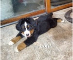 Small Photo #5 Bernese Mountain Dog Puppy For Sale in BRIDGEWATER, VA, USA