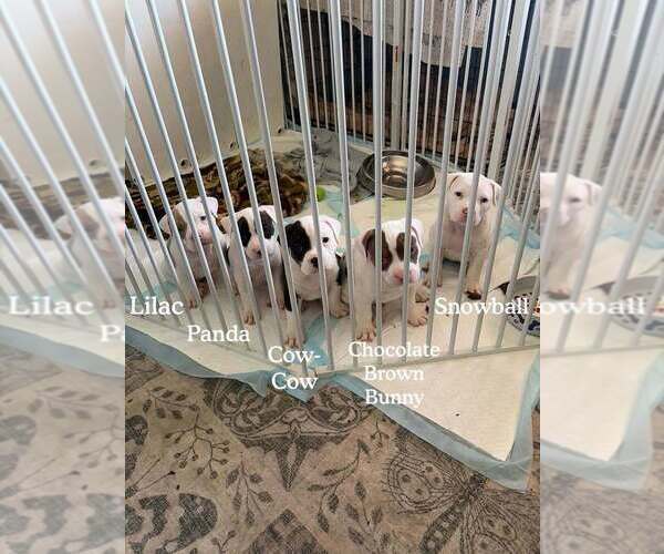 Medium Photo #1 American Bully Puppy For Sale in FRIDLEY, MN, USA