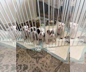 American Bully Puppy for sale in FRIDLEY, MN, USA