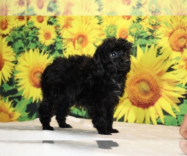 Medium Photo #13 Poodle (Toy) Puppy For Sale in DYERSBURG, TN, USA