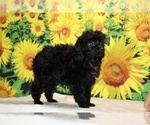 Pedro - Male Poodle (Toy) Puppy for Sale - Photo #13