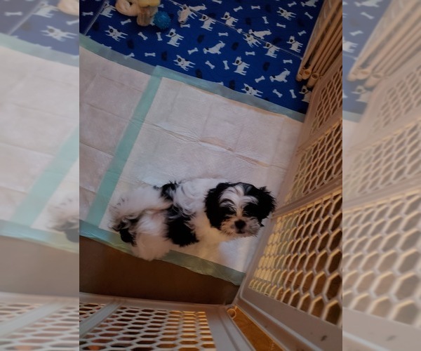 Medium Photo #3 Shih Tzu Puppy For Sale in KANSAS CITY, MO, USA