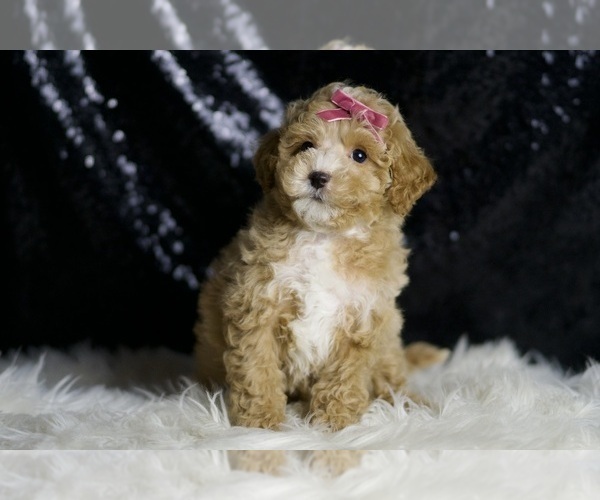 Medium Photo #8 Maltipoo (Miniature) Puppy For Sale in WARSAW, IN, USA