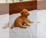 Small Photo #6 Goldendoodle Puppy For Sale in ALBION, IN, USA