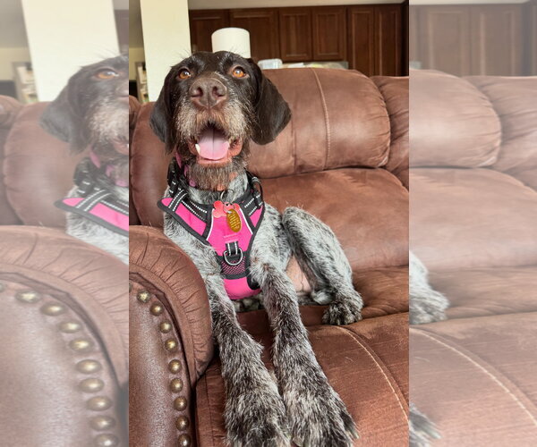 Medium Photo #4 German Wirehaired Pointer-Unknown Mix Puppy For Sale in Grafton, WI, USA