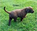 Small #3 Labrador Retriever