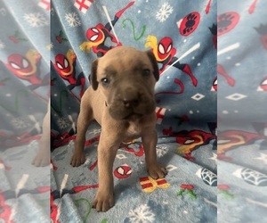 Medium Cane Corso
