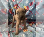 Puppy Puppy 7 Cane Corso