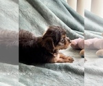 Small Photo #8 Yorkshire Terrier Puppy For Sale in TRACY, CA, USA
