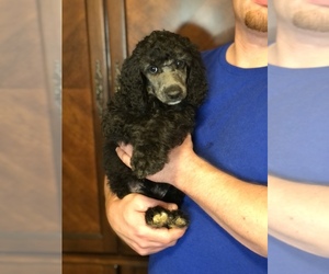 Poodle (Standard) Puppy for sale in IRONTON, OH, USA
