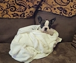 Small #1 Boston Terrier