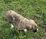 Small Photo #2 Border Collie-Bullmastiff Mix Puppy For Sale in GRANTSBURG, WI, USA
