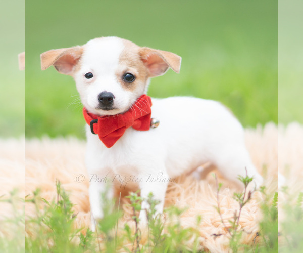 Medium Photo #57 Chihuahua Puppy For Sale in WARSAW, IN, USA