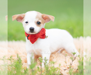 Medium Chihuahua