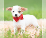 Puppy 9 Chihuahua