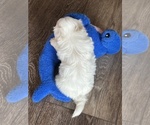 Small #3 Maltese