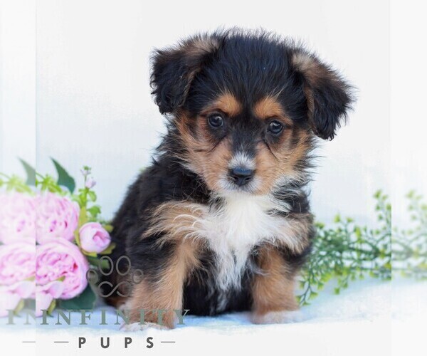 Medium Photo #1 Corgipoo Puppy For Sale in LANCASTER, PA, USA