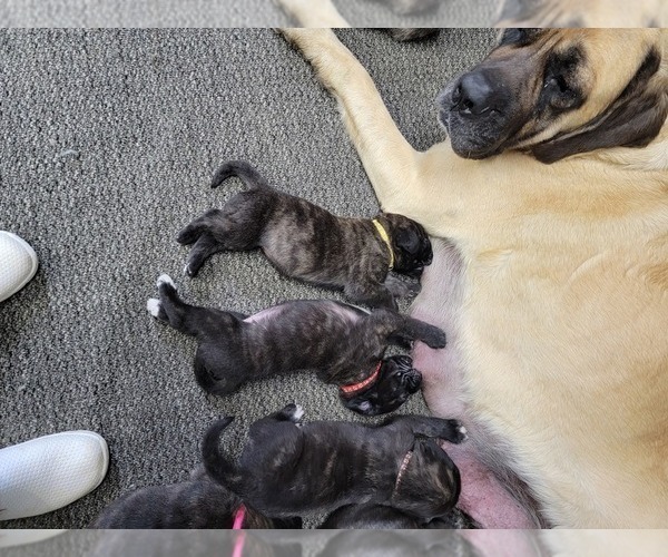 Medium Photo #5 Mastiff Puppy For Sale in VANDALIA, IL, USA