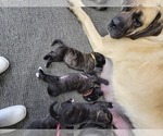 Small #4 Mastiff