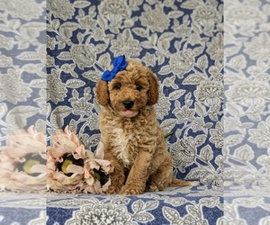 Poodle (Miniature) Puppy for sale in PEACH BOTTOM, PA, USA