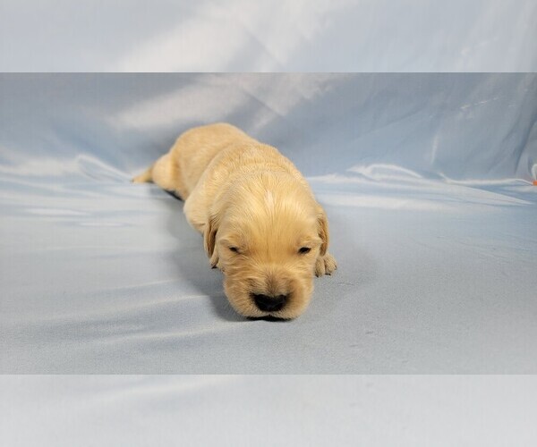 Medium Photo #12 Golden Retriever Puppy For Sale in BLACK FOREST, CO, USA