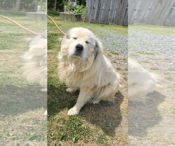 Medium Photo #2 Great Pyrenees Puppy For Sale in Rustburg, VA, USA