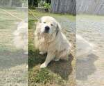Small #1 Great Pyrenees