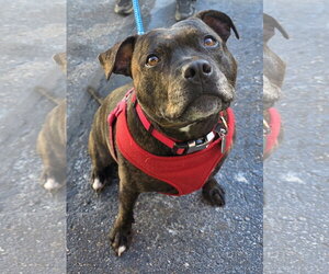 Shasta- Pocket Princess! LOVES WATER - Female Mutt Dog for Adoption - Photo #4