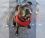 Small Photo #4 Mutt Puppy For Sale in Clarkston, MI, USA