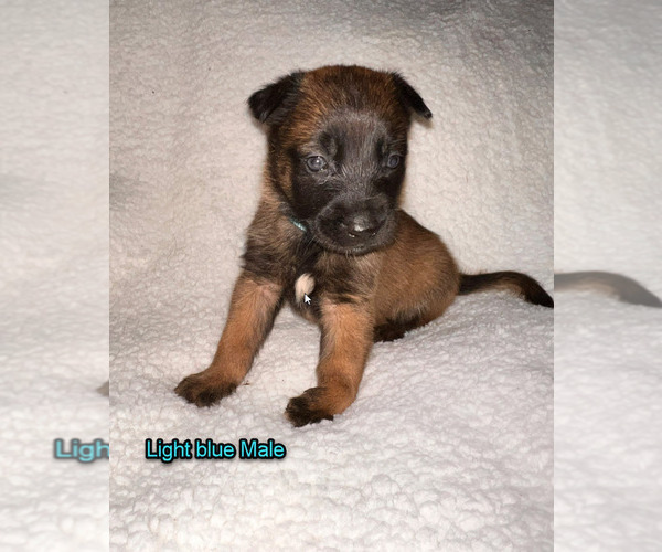 Medium Photo #16 Belgian Malinois Puppy For Sale in HOUSTON, TX, USA