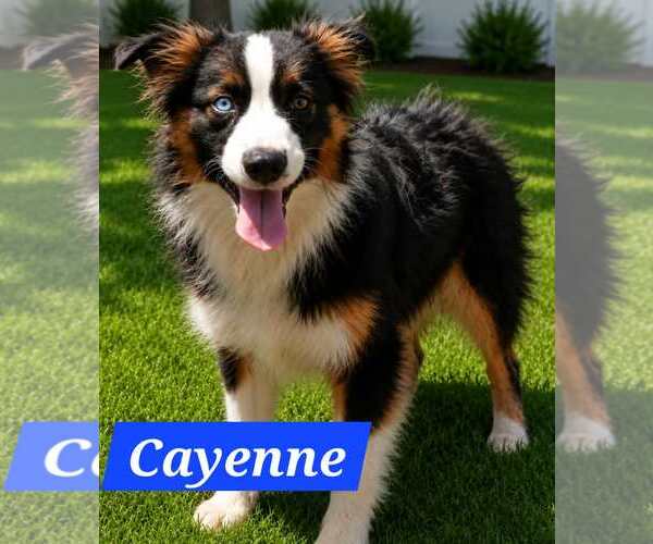 Medium Photo #4 Australian Shepherd-Unknown Mix Puppy For Sale in Minneapolis, MN, USA