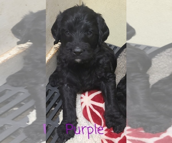 Medium Photo #18 Labradoodle Puppy For Sale in JACKSON, MN, USA