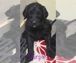 Small Photo #18 Labradoodle Puppy For Sale in JACKSON, MN, USA
