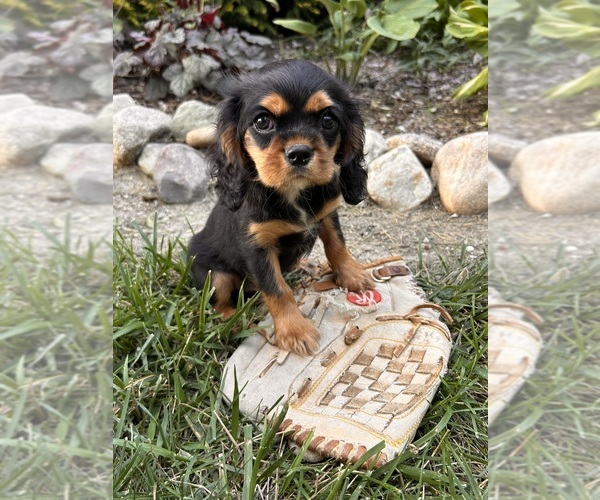 Medium Photo #2 Cavalier King Charles Spaniel Puppy For Sale in MIDDLEBURY, IN, USA
