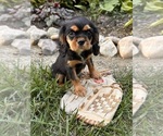 Small #1 Cavalier King Charles Spaniel
