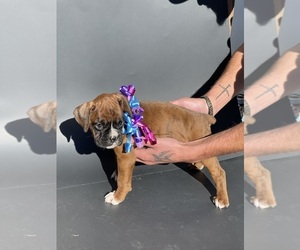 Boxer Puppy for sale in ALAMOSA, CO, USA