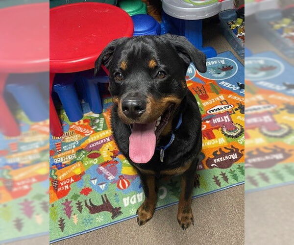 Medium Photo #4 Rottweiler Puppy For Sale in Wheaton, IL, USA