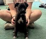 Puppy Georgia Boxer