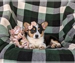 Small Photo #6 Pembroke Welsh Corgi Puppy For Sale in KIRKWOOD, PA, USA