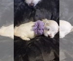 Small Photo #2 Coton de Tulear Puppy For Sale in LEWISVILLE, TX, USA