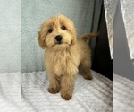Small #1 Goldendoodle