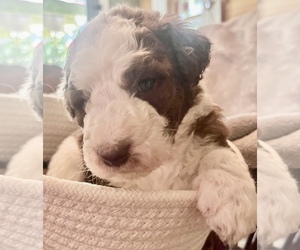 Sheepadoodle Puppy for sale in MARION, IN, USA