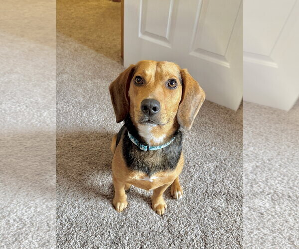 Medium Photo #2 Beagle Puppy For Sale in St. Louis Park, MN, USA