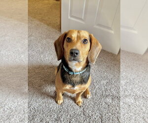 Tip Toe - Male Beagle Dog for Adoption - Photo #2