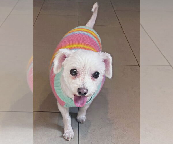 Medium Photo #1 Bichon Frise-Unknown Mix Puppy For Sale in Chester, NJ, USA