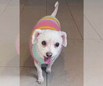 Small Bichon Frise Mix